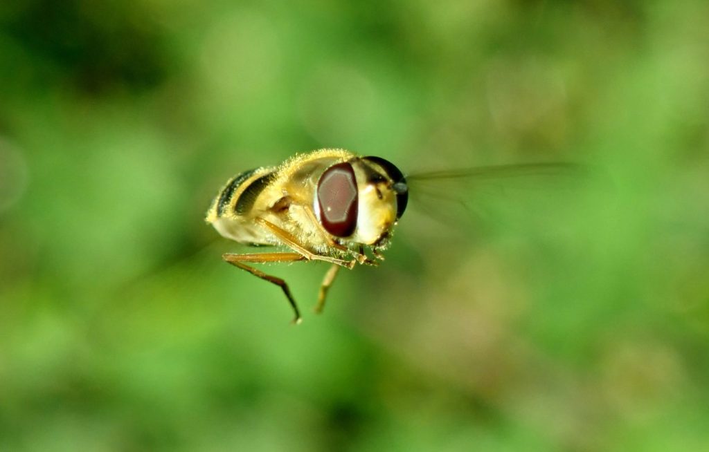 Photograph of a hoverfly hovering
