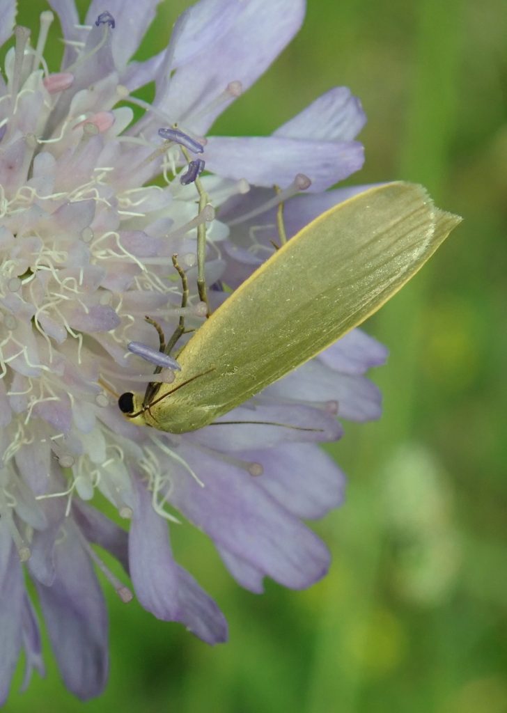 Photograph of a footman moth