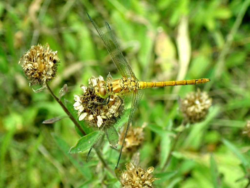 Photograph of a common darter dragonfly