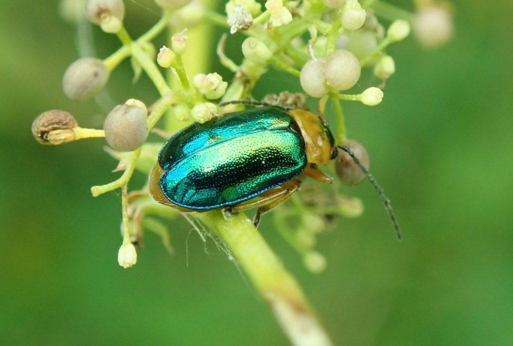 Photograph of a flower beetle