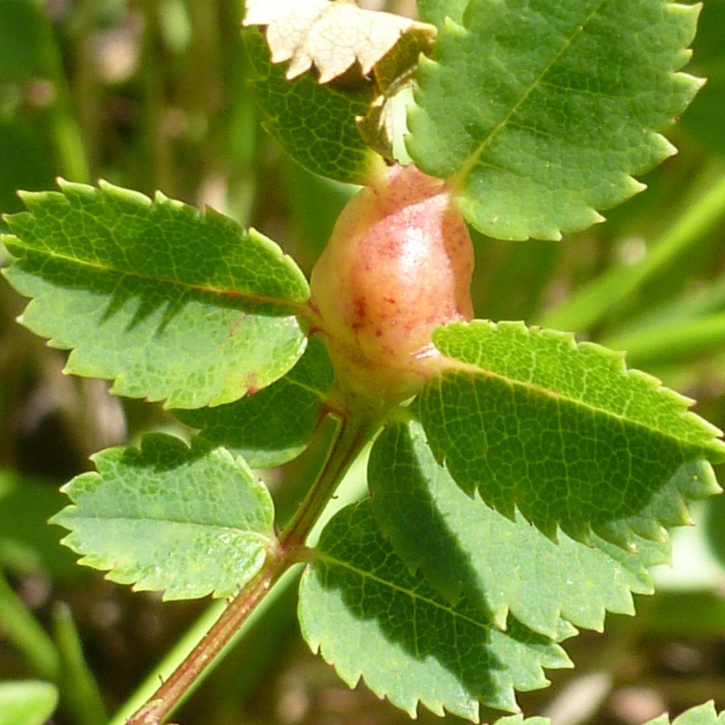 Photograph of a gall on a rose