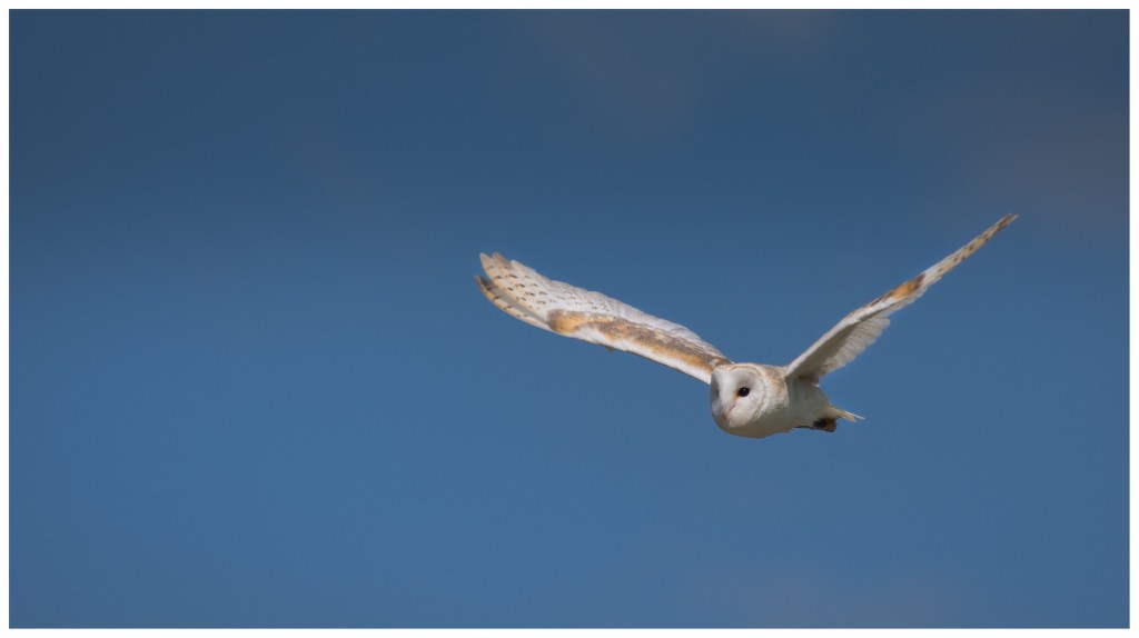 Photograph of a barn owl in flight