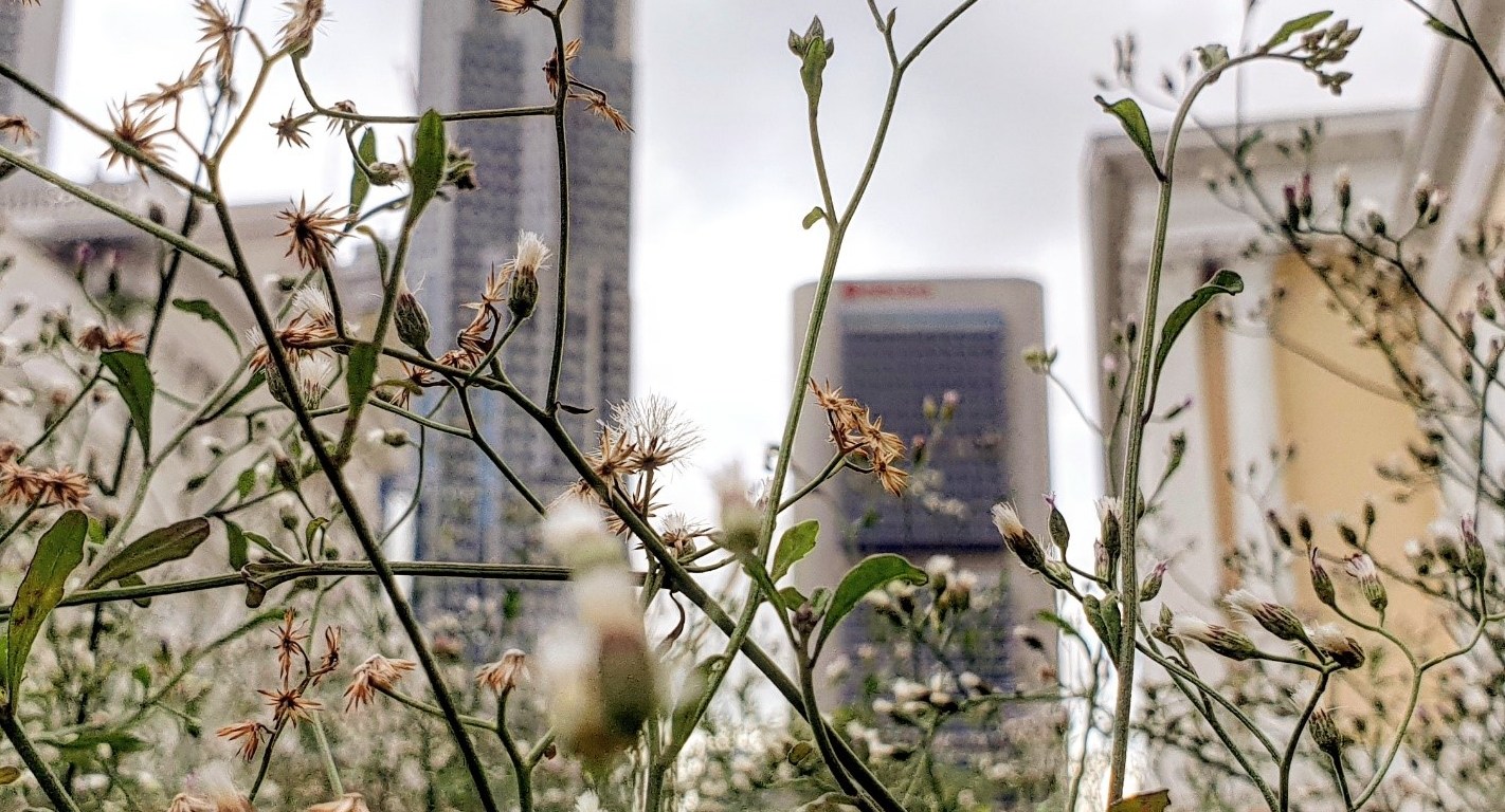 wildflowers in the city (c) Stanley Quek