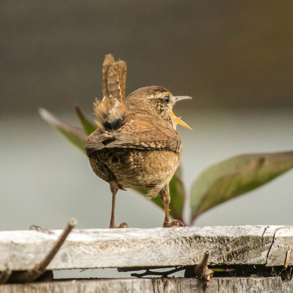 Photograph of a wren singing