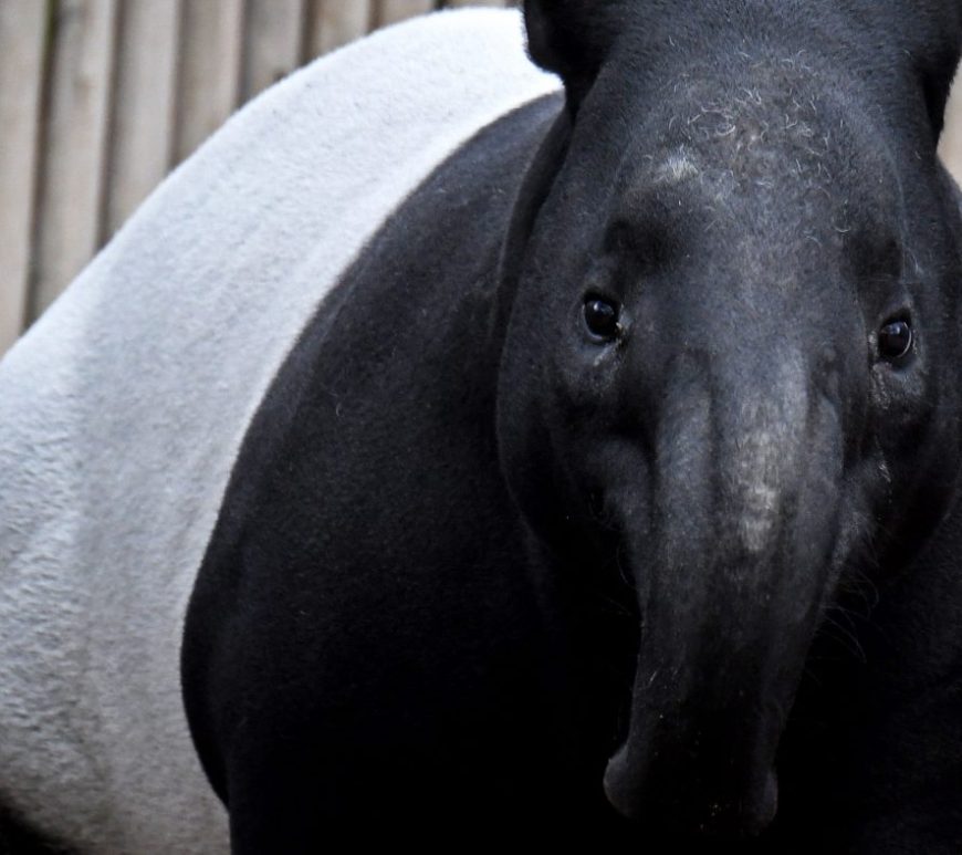 Tapir looking into the camera