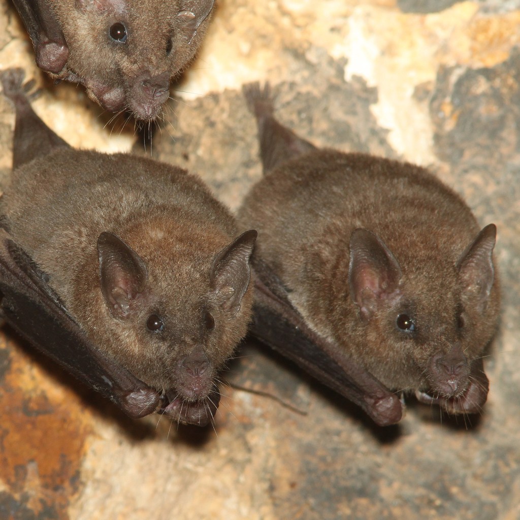 Photograph of lesser long-nosed bats