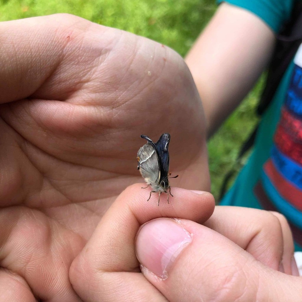 Amjad with purple hairstreak butterfly on his finger