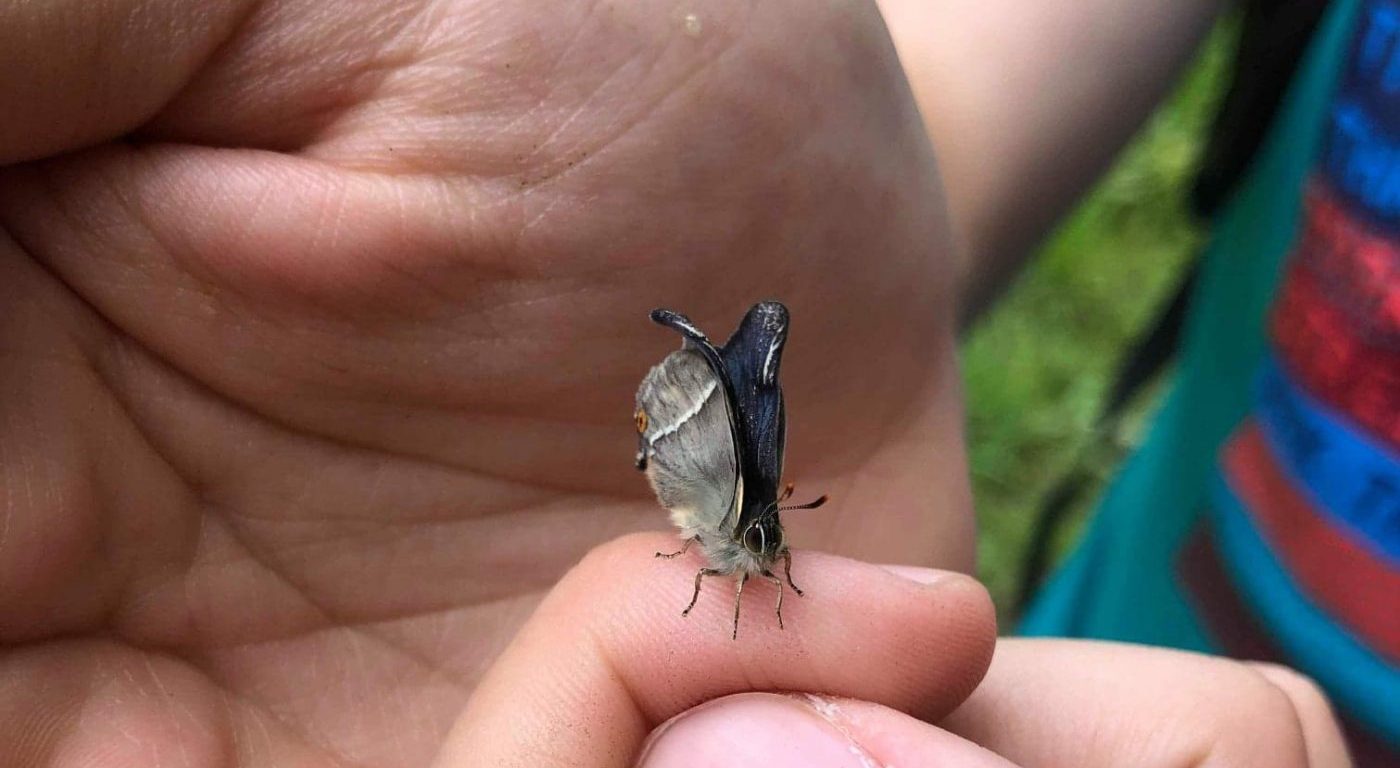 Amjad with purple hairstreak butterfly on his finger