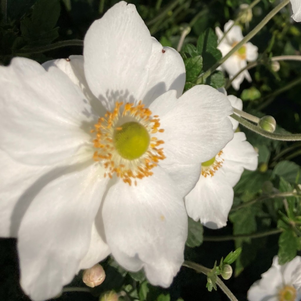 Photograph of a white anemone