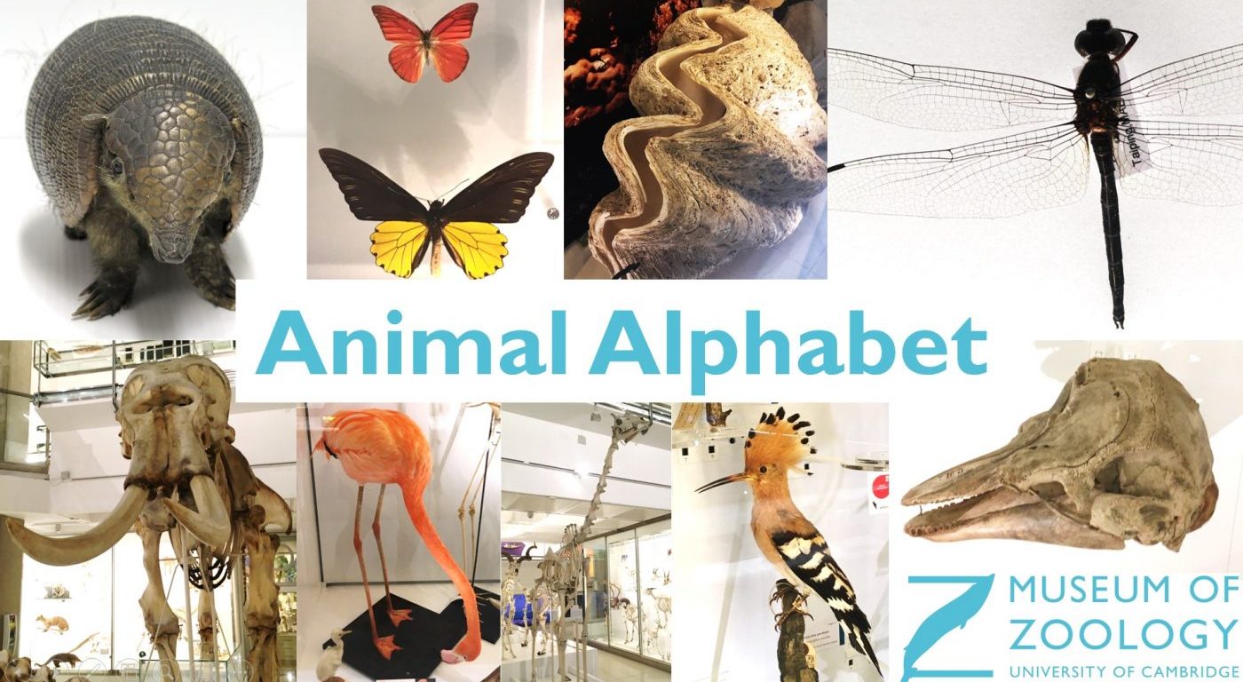 Animal Alphabet title page