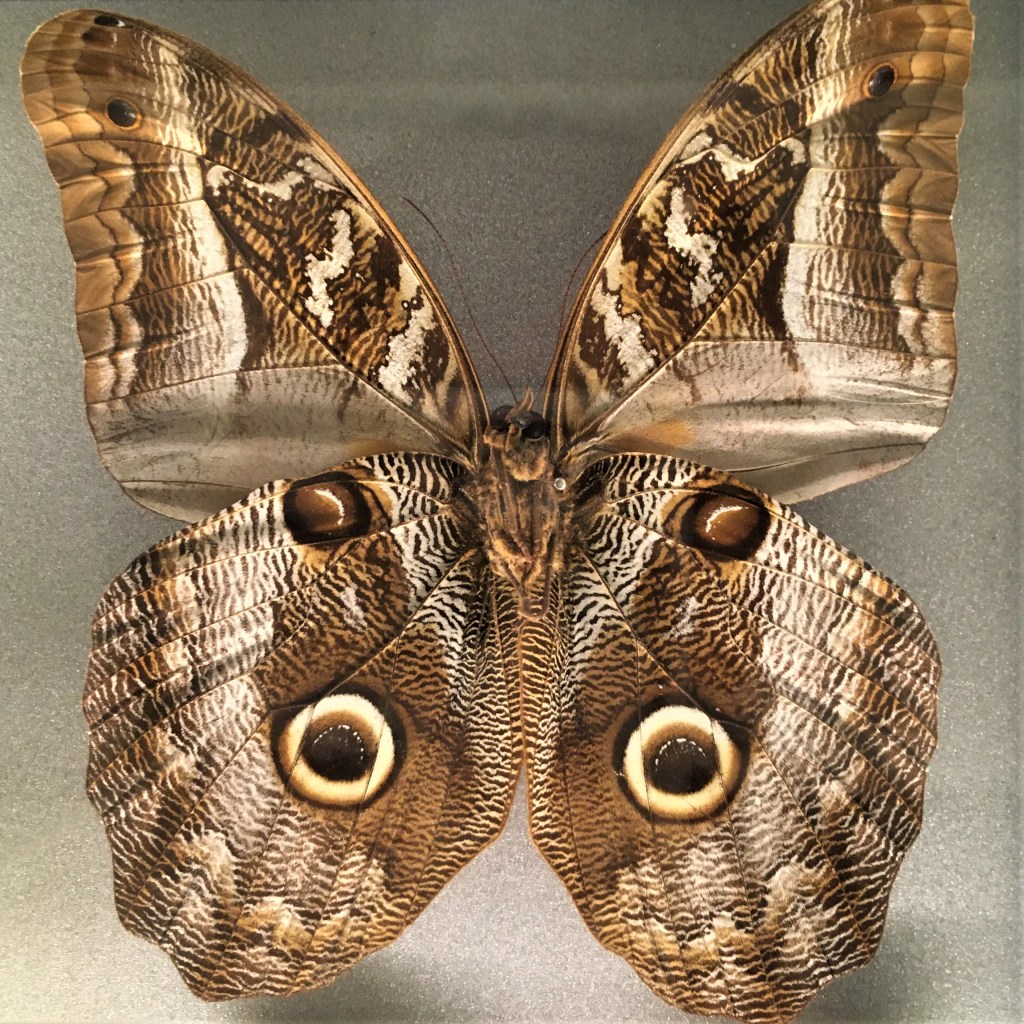 Atlas Moth