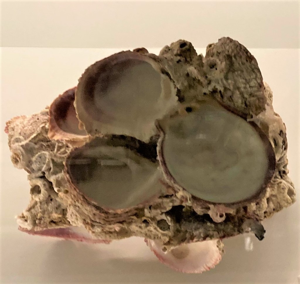 Photograph of Chama shells cemented together