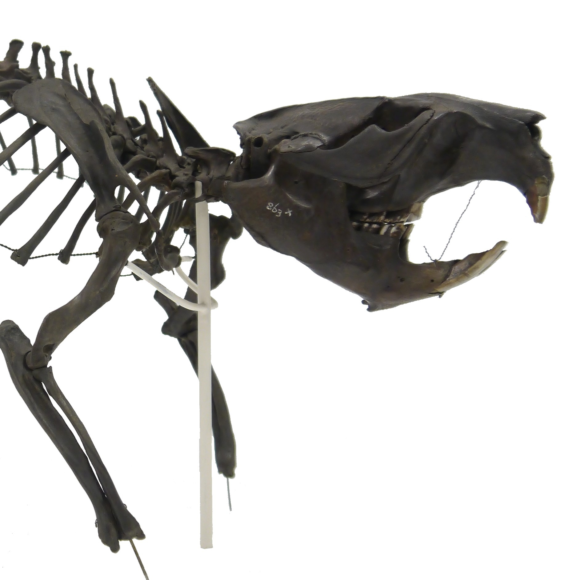 Beaver skeleton from Burwell Fen