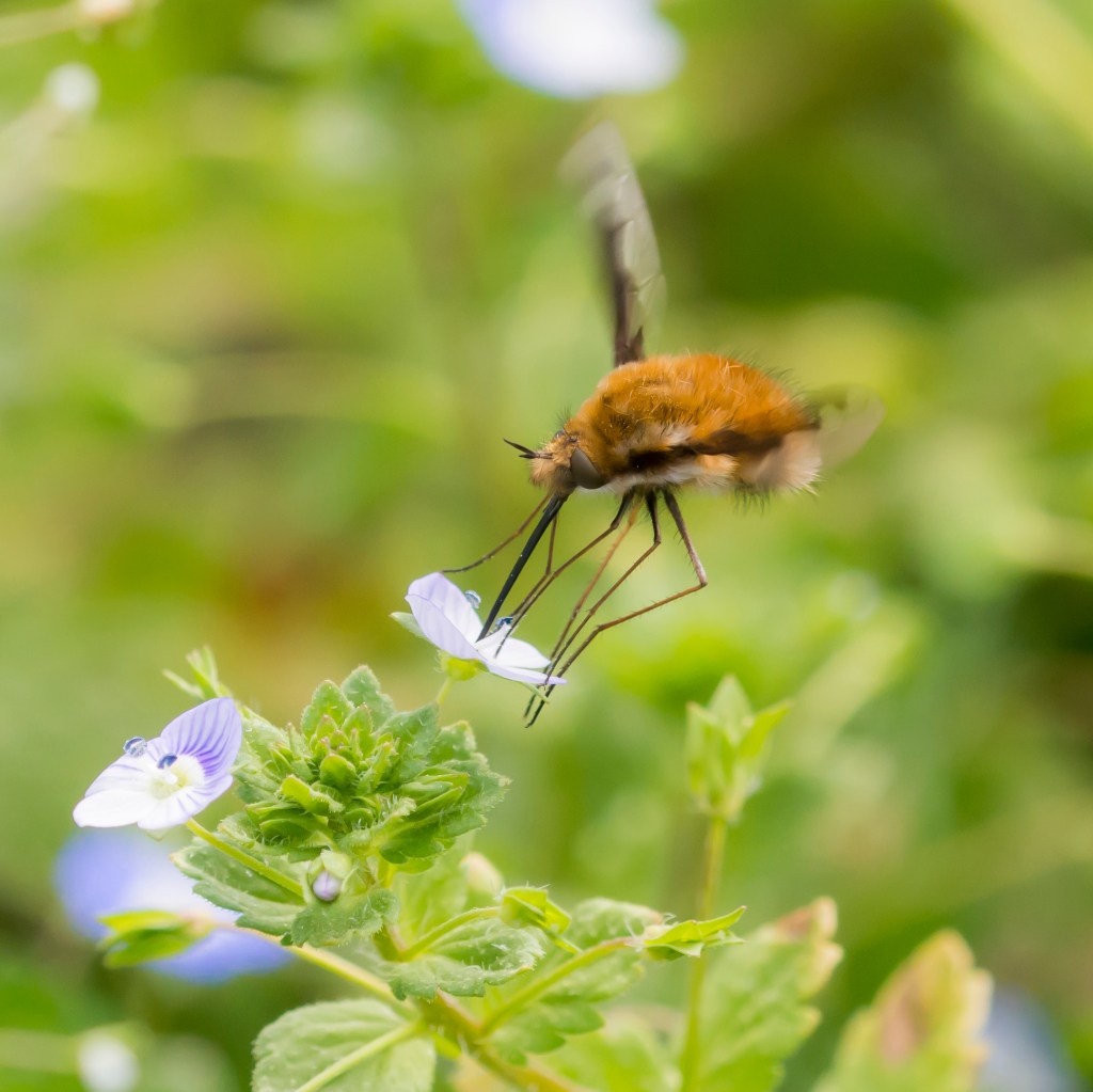 Photograph of a bee fly