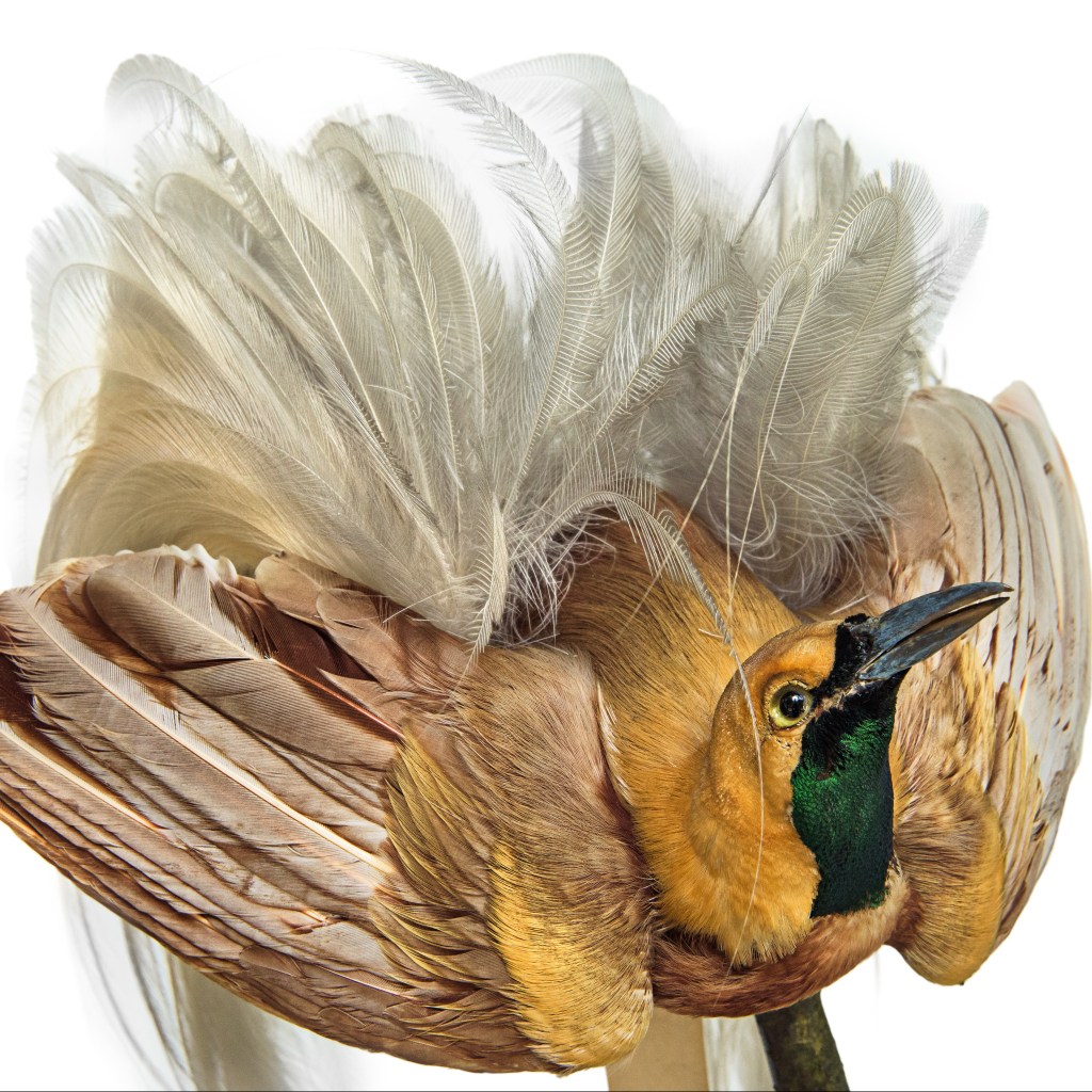 Specimen of a male lesser bird of paradise displaying