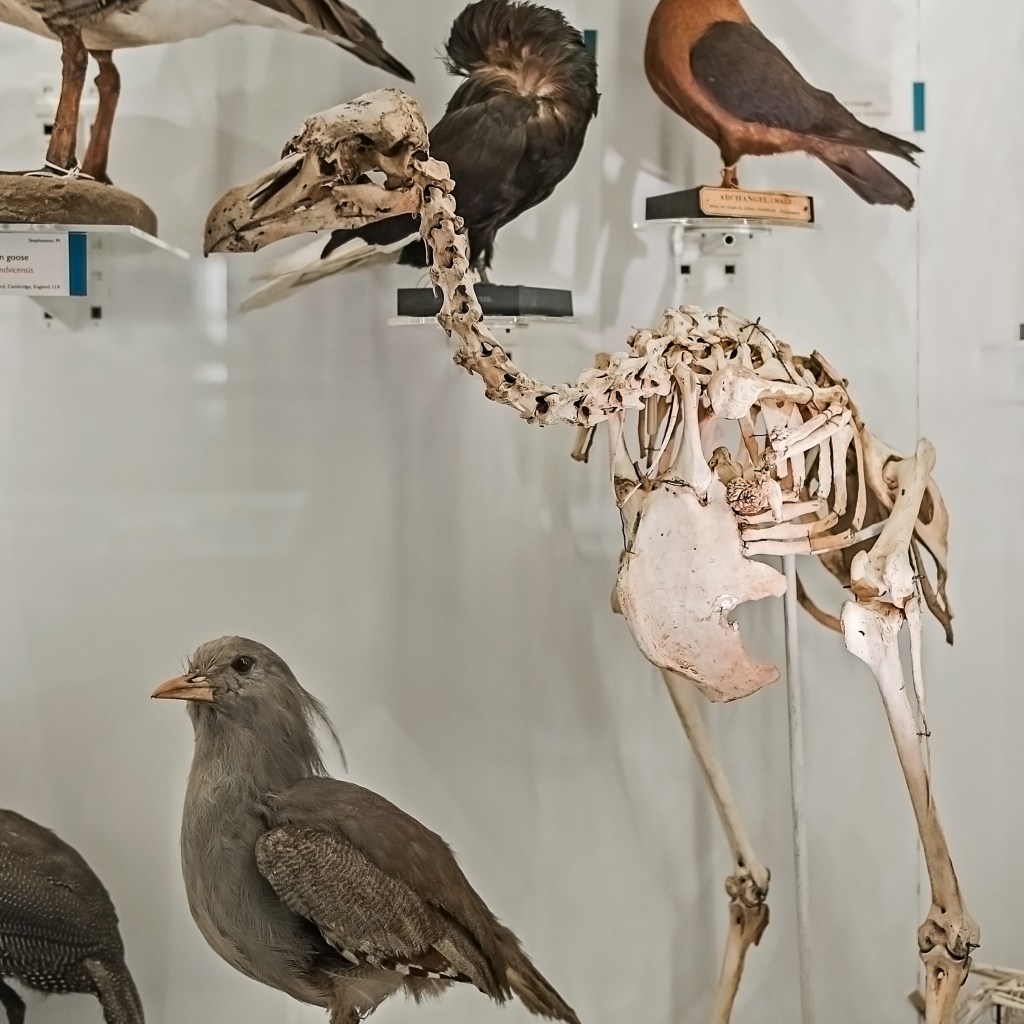 Skeleton of a Rodrigues Soliraire