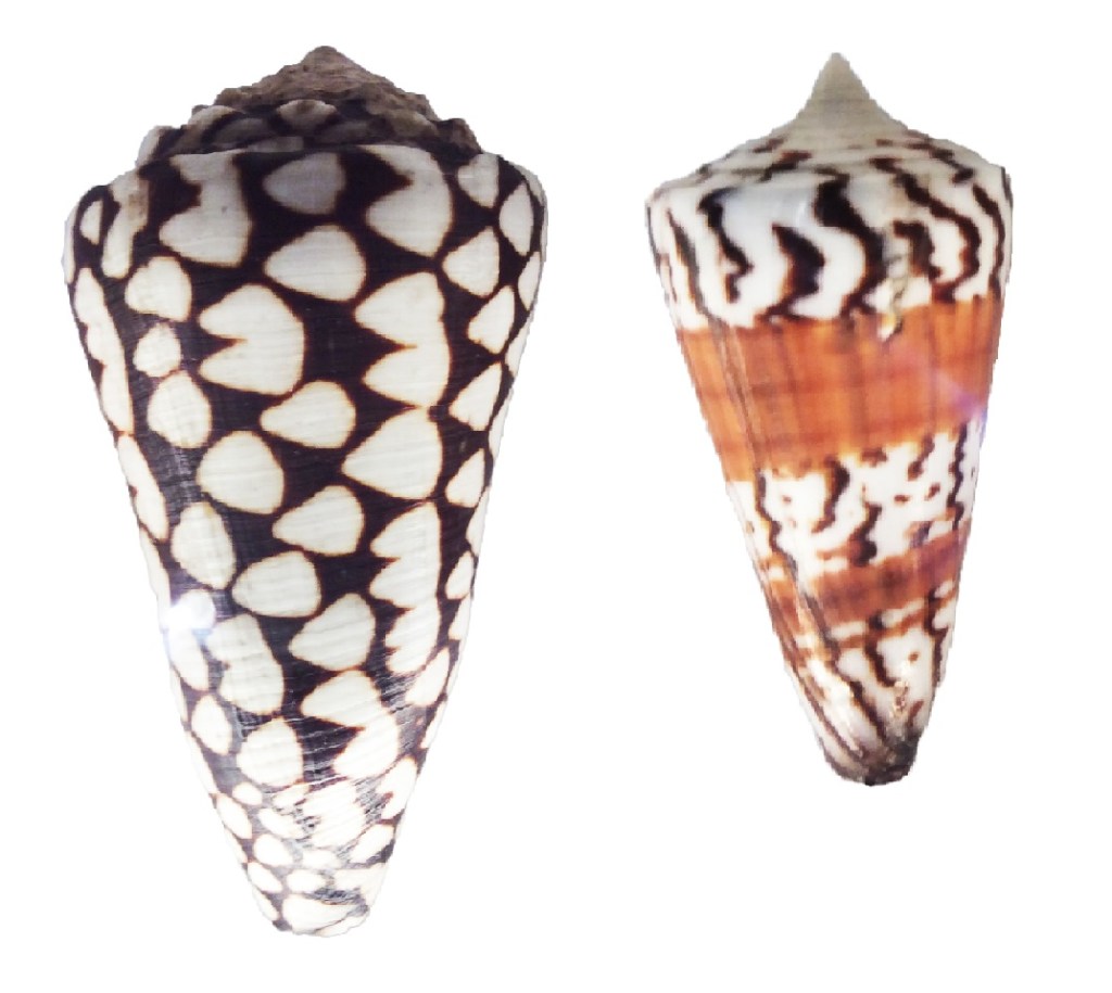 Photograph of a pair of cone snail shells