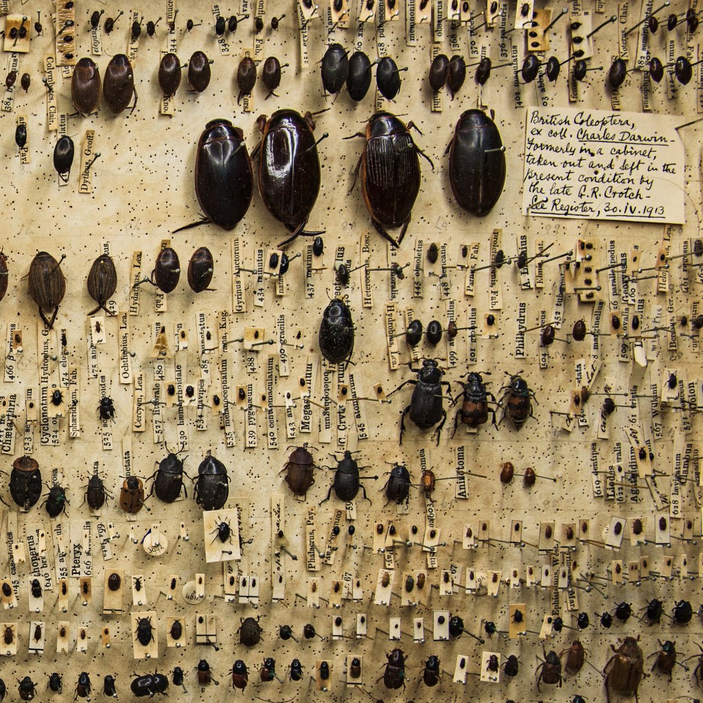 Close up of Darwin's beetle box