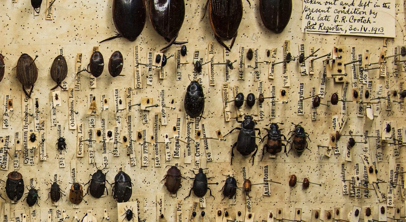 Close up of Darwin's beetle box