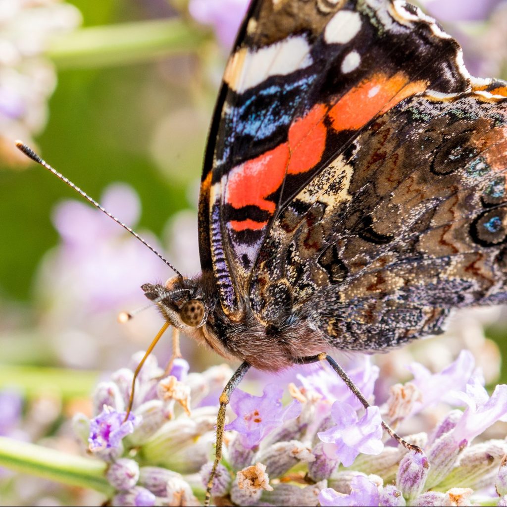 Photograph of a red admiral butterfly