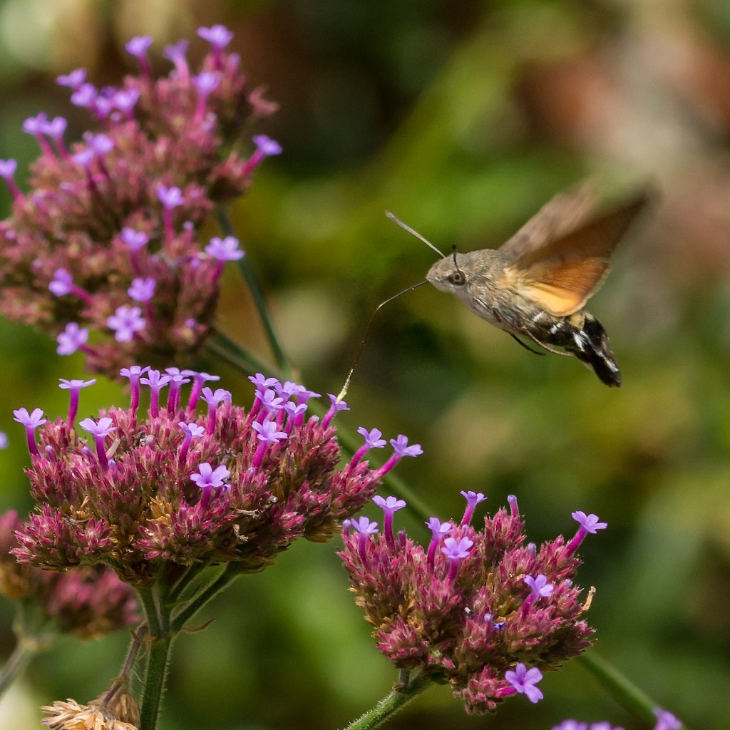 Photograph of a moth feeding
