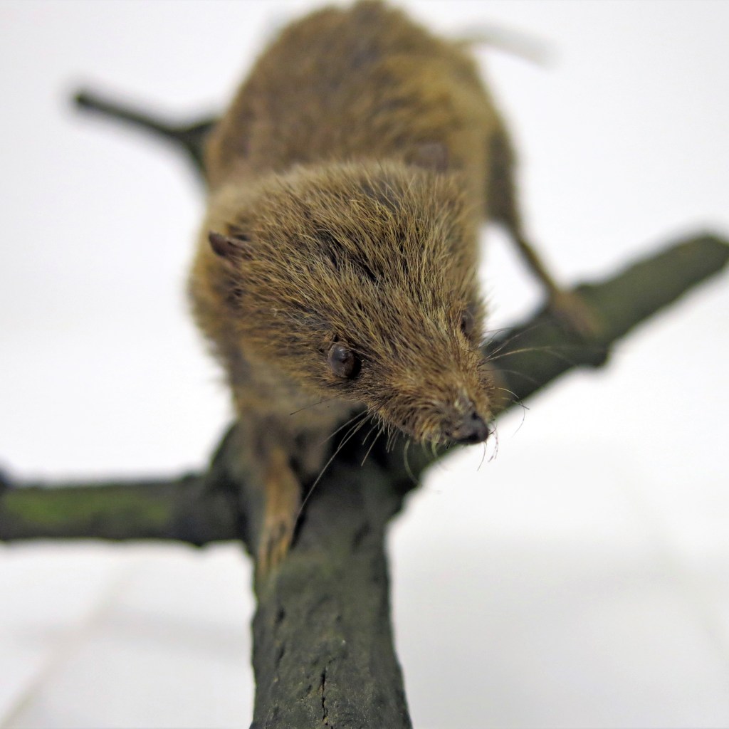 Photograph of taxidermied Cowan's Shrew Tenrec