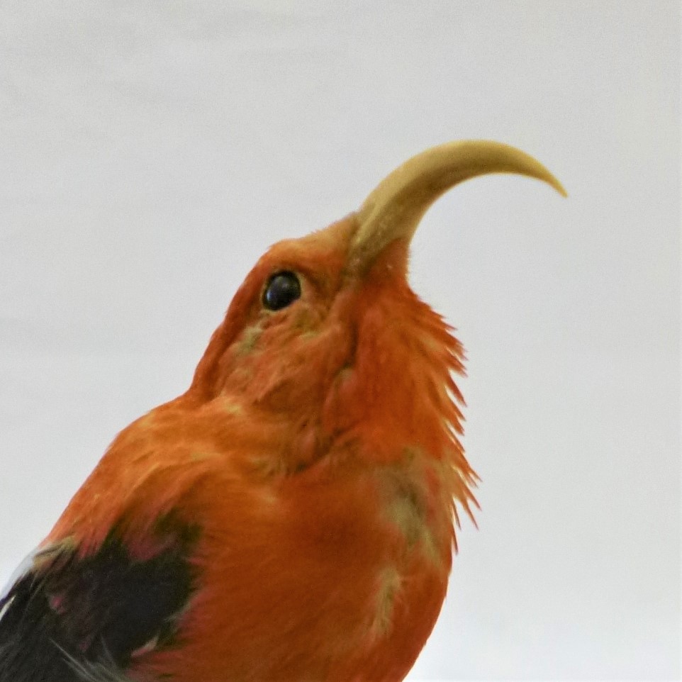 Photograph of an i'iwi (a Hawaiian honeycreeper)