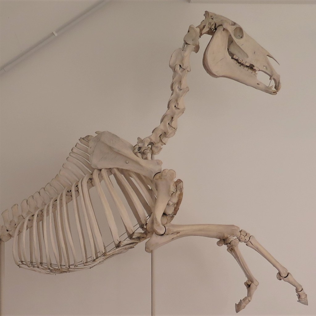 Skeleton of the racehorse Polymelus