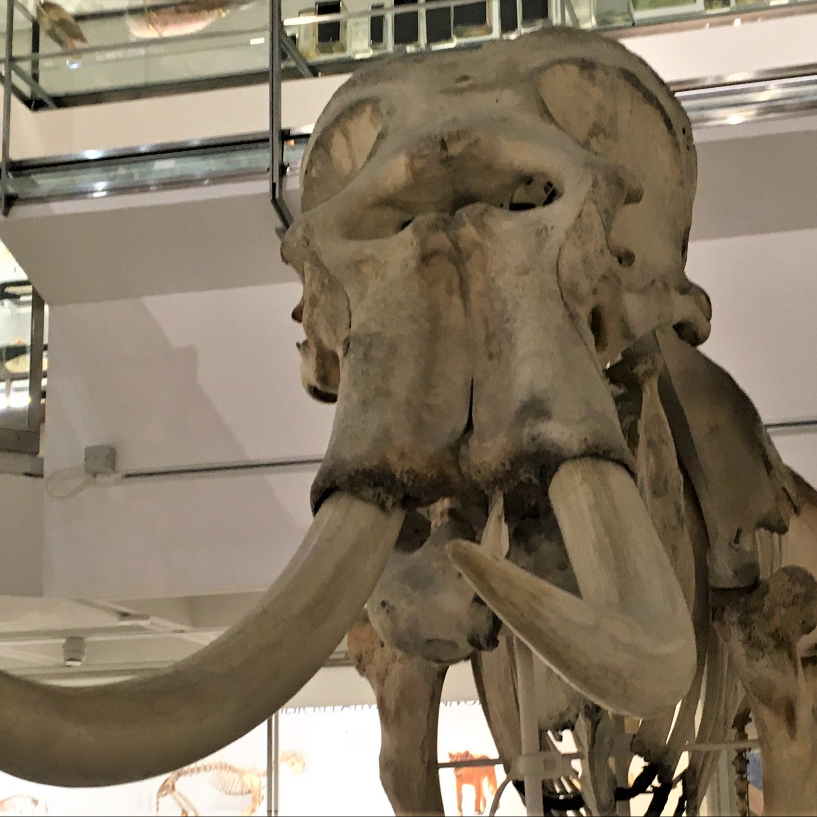 Skeleton of an Asian elephant