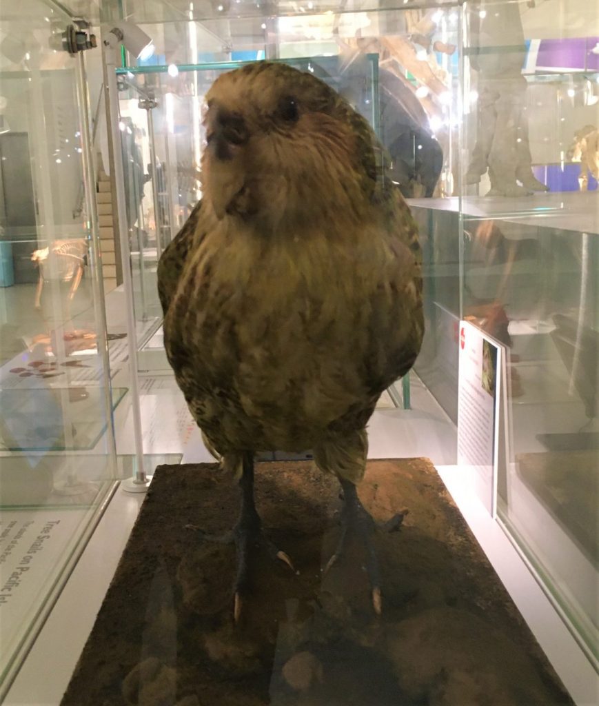 Photograph of a kakapo specimen