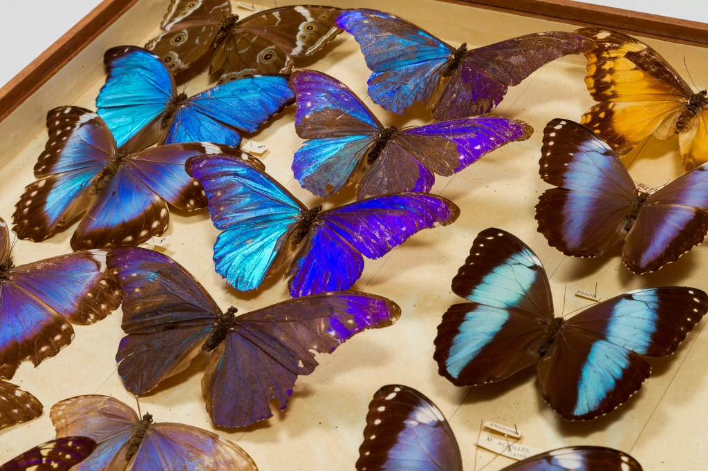 Photograph of a drawer of blue butterflies