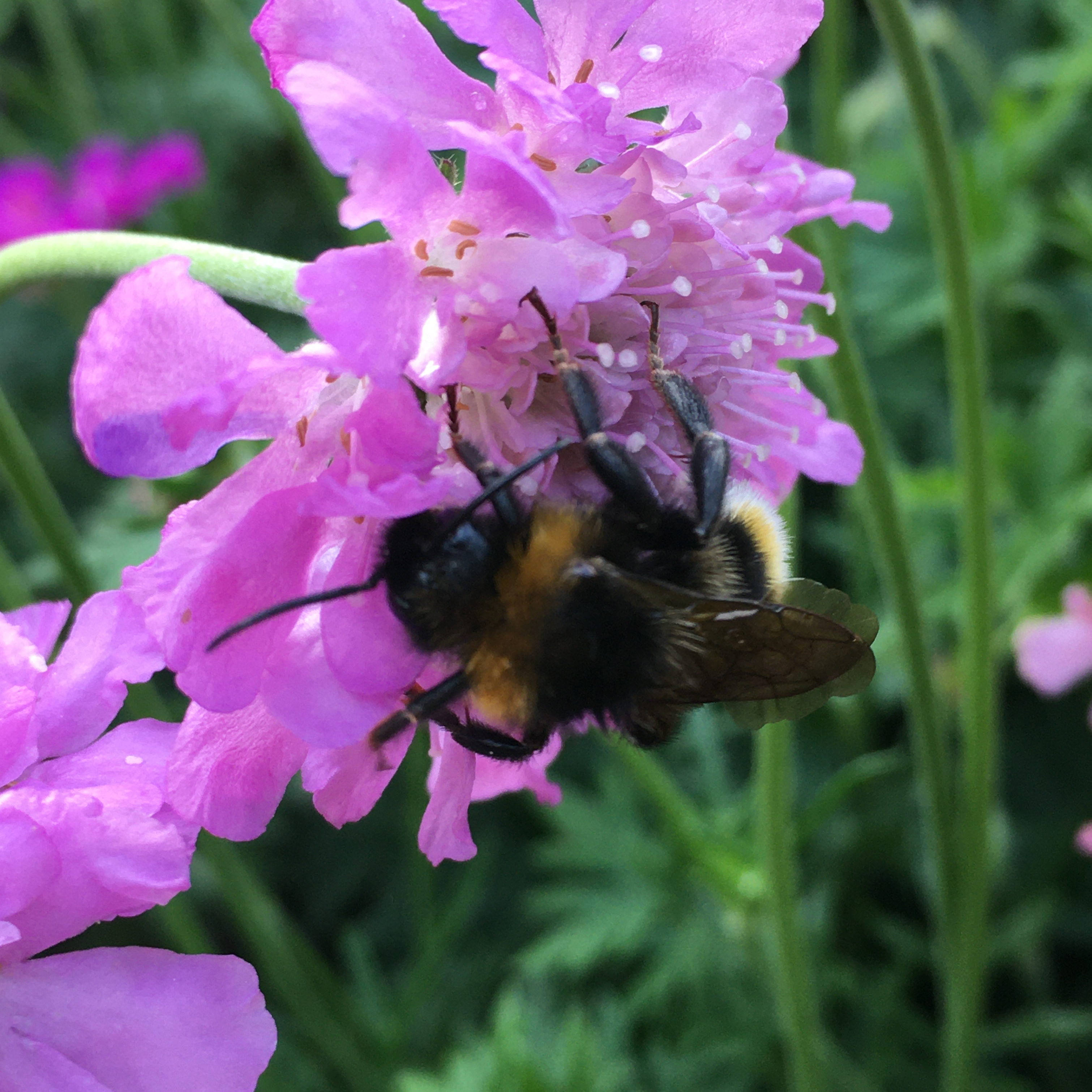 Photograph of a bumblebee on a scabius flower