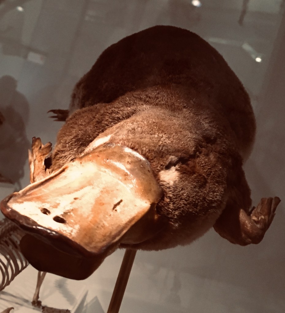 Photograph of a platypus specimen