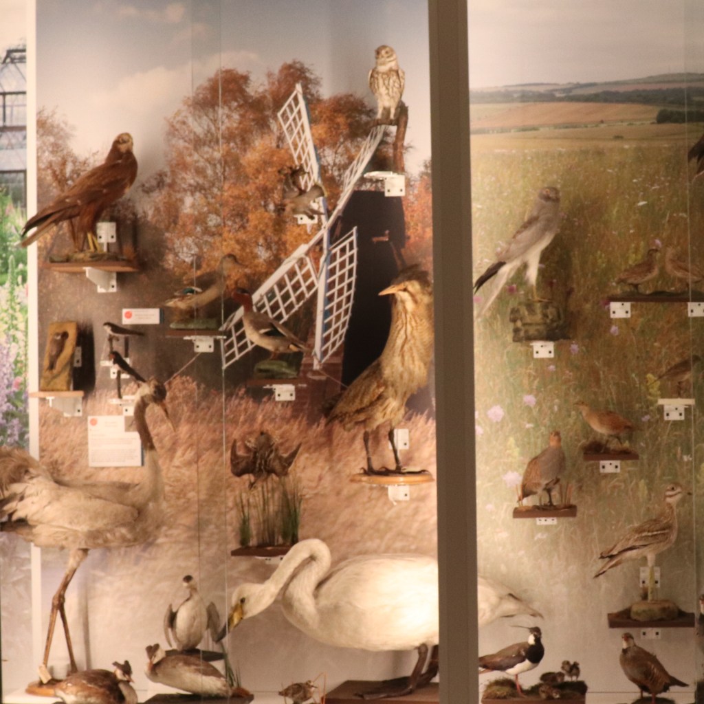 Wicken Fen display in the Museum of Zoology