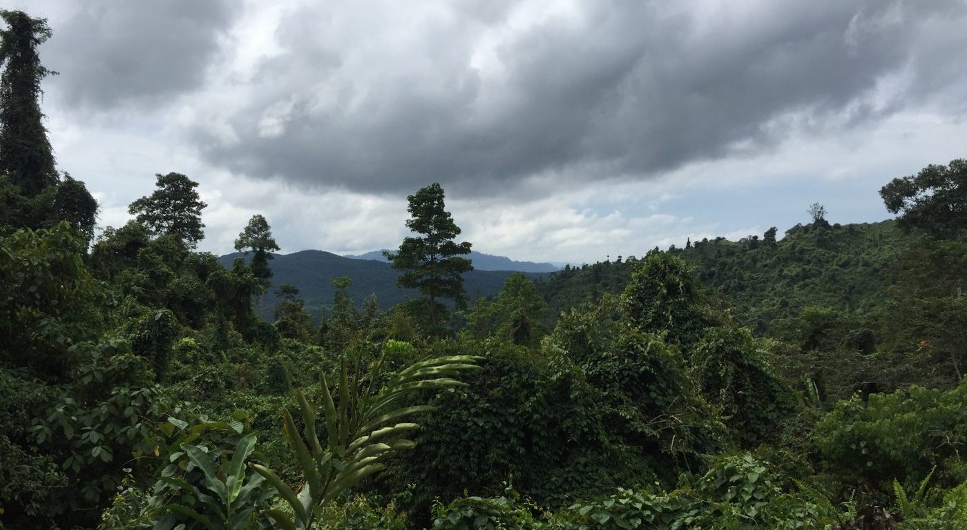 Altered forest landscape (c) S Steele