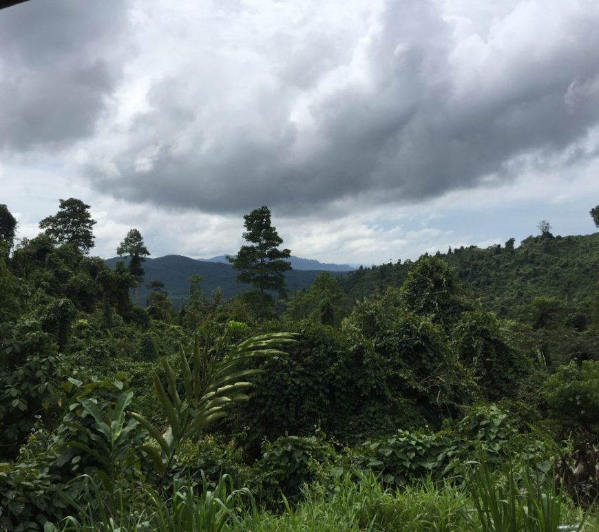 Altered forest landscape (c) S Steele