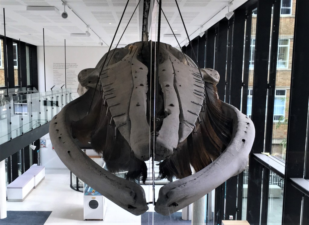 Photograph of a fin whale skull