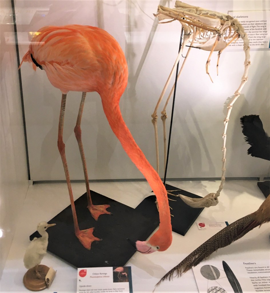 Photograph of the specimen of a flamingo