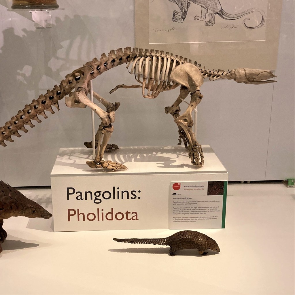 Pangolin skeleton and skins on display at the Museum of Zoology