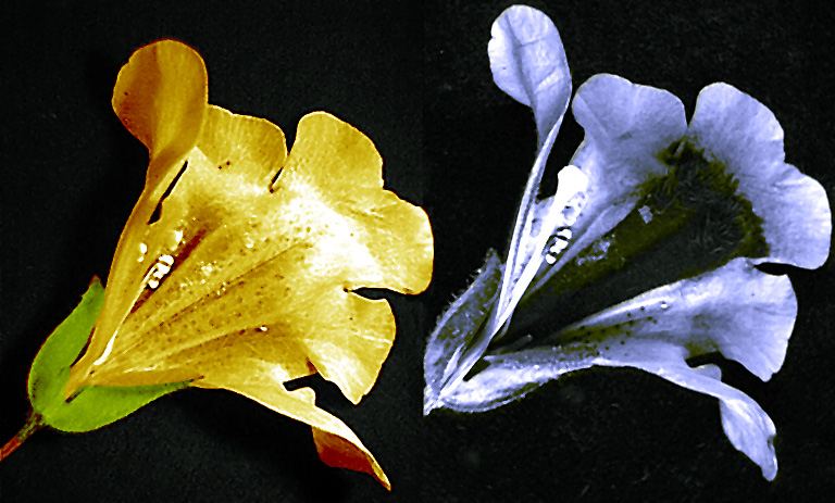 Photograph of mimulus flower in visible light and under ultraviolet light