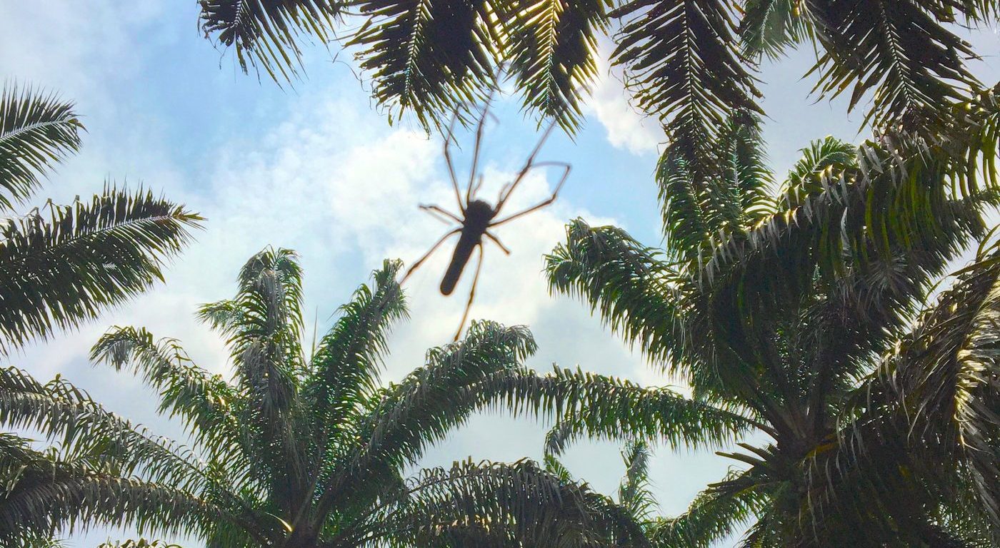 Nephila sp. Golden orb weaver and oil palm