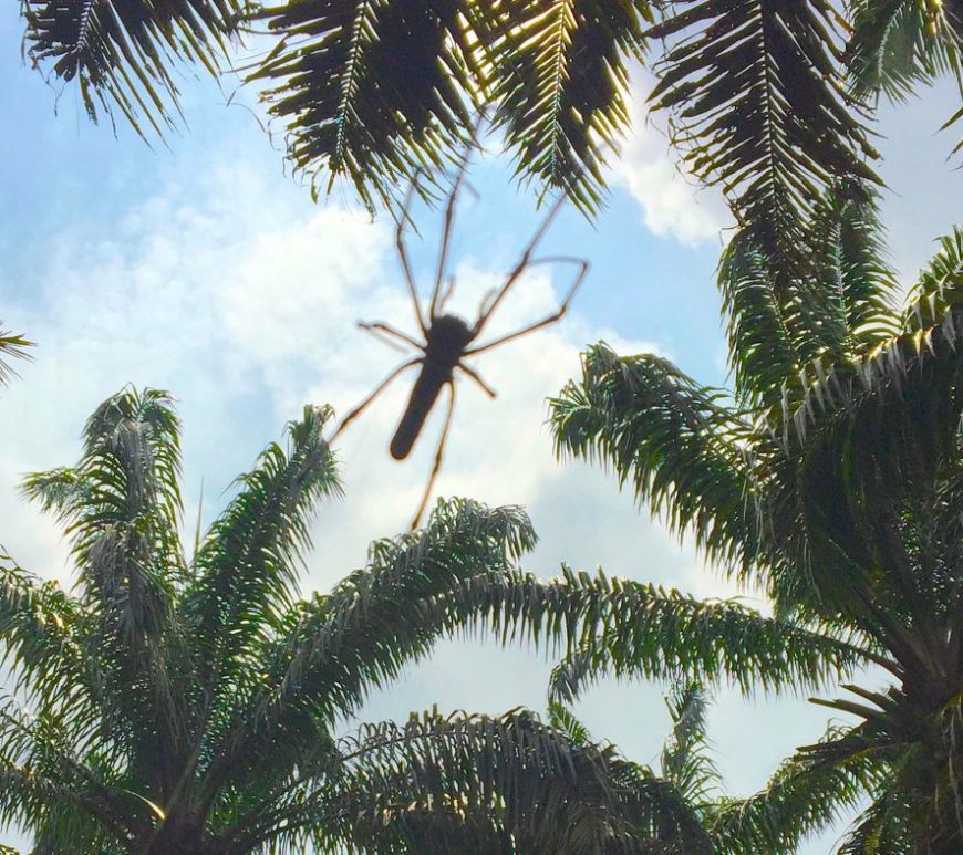 Nephila sp. Golden orb weaver and oil palm