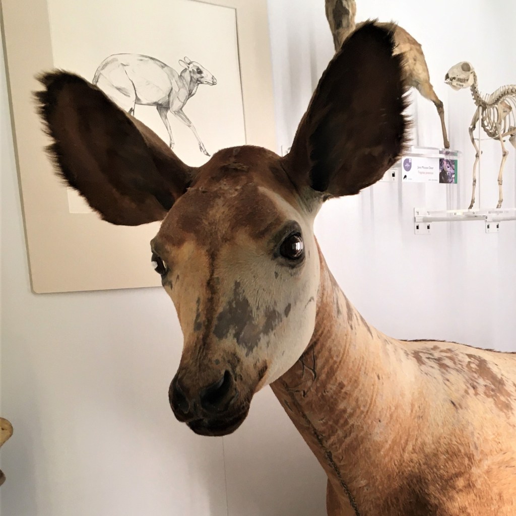 Photograph of the head of an okapi specimen