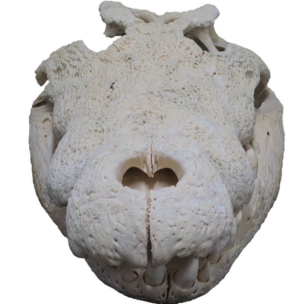 Skull of a nile crocodile