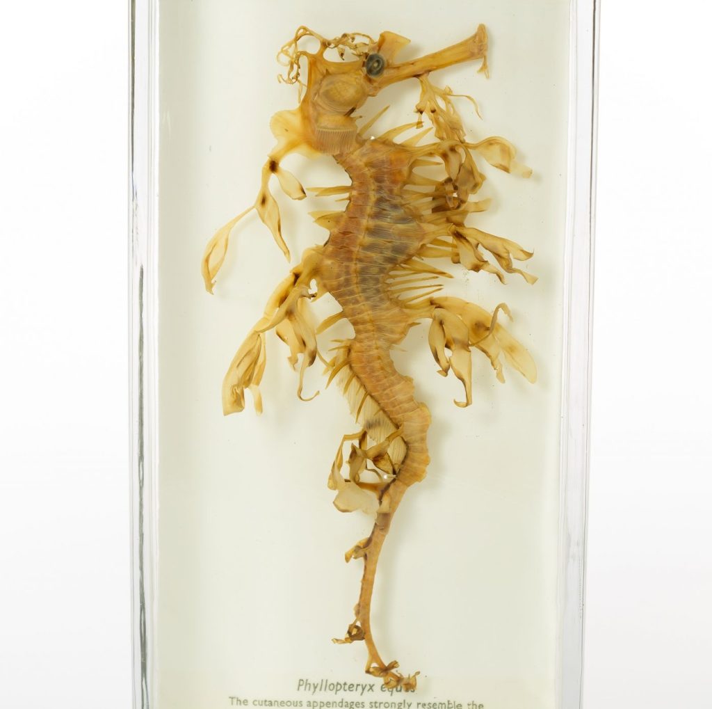 Photograph of a leafy seadragon preserved in alcohol