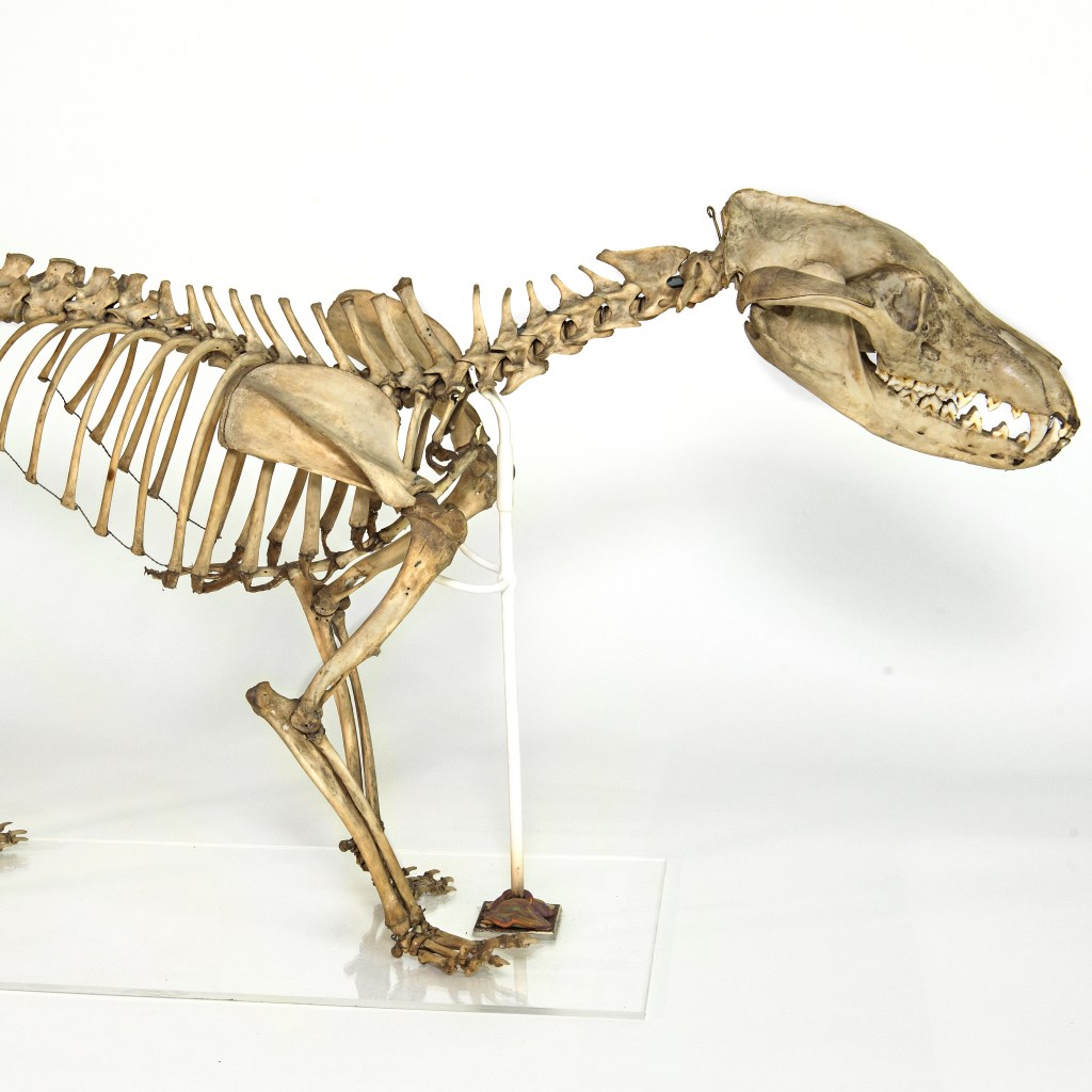 Thylacine skeleton