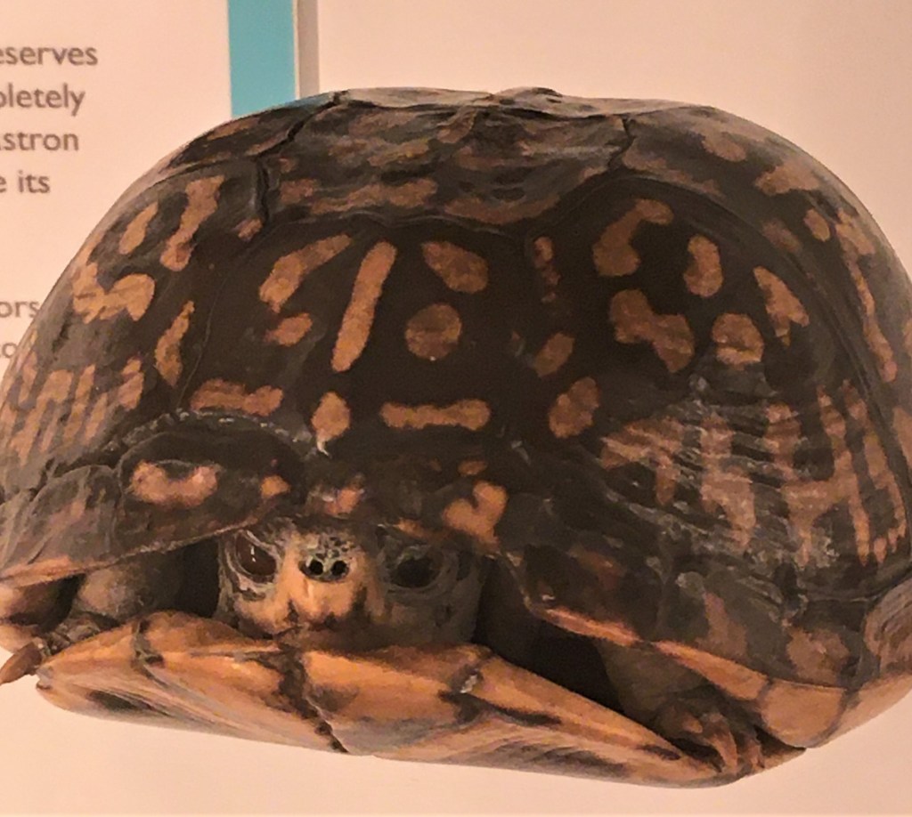 Photograph of a tortoise with the head drawn into its shell