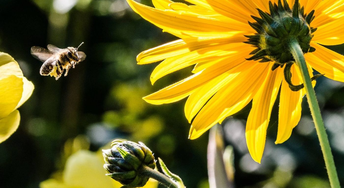 yellow petaled flower with black yellow bee during daytime