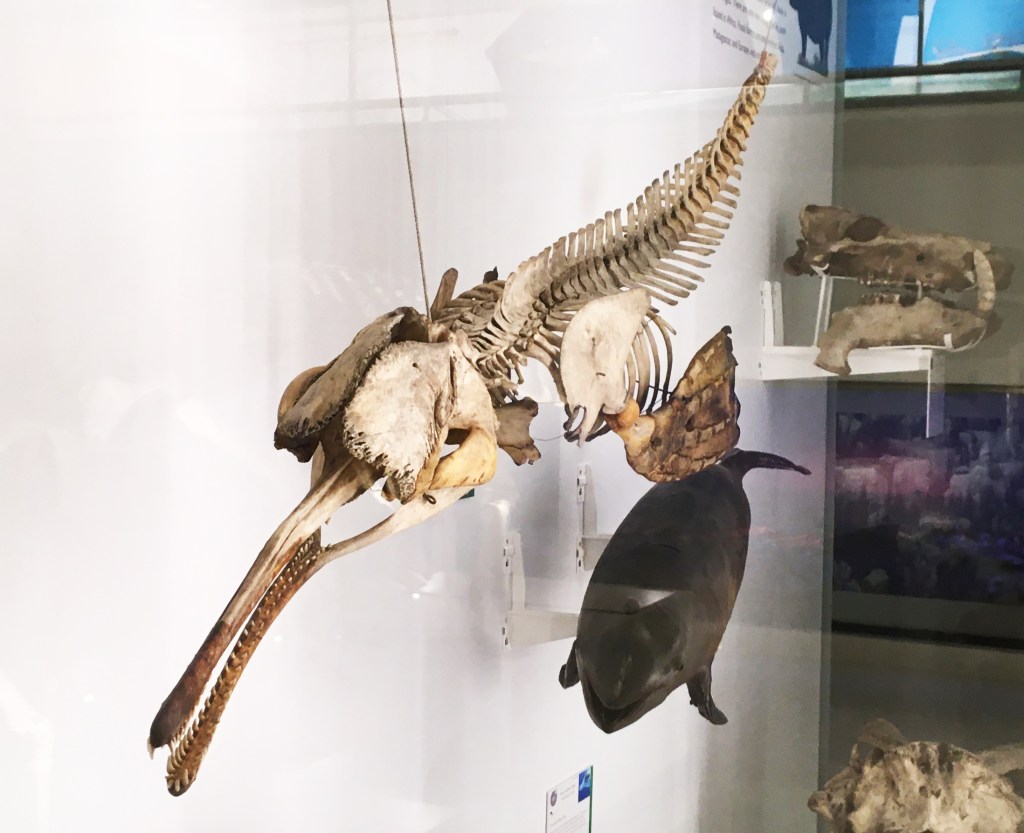 Skeleton of a ganges river dolphin