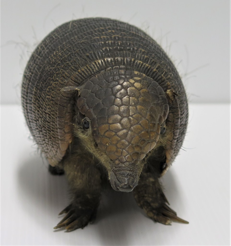 Armadillo specimen